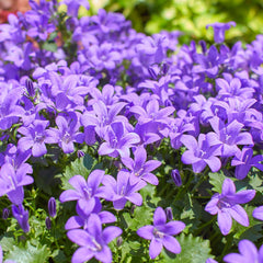 Campanula portenschlagiana - Dalmatiner Glockenblume