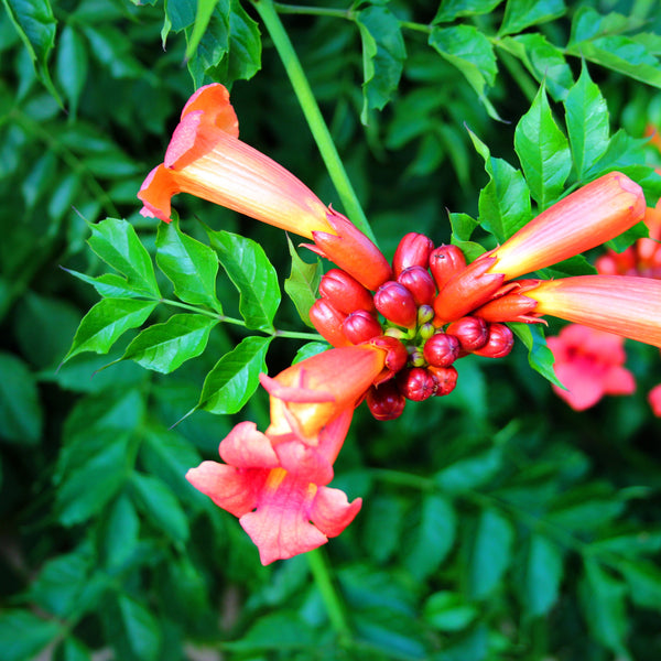 Campsis radicans 'Flamenco' - Trompetenwinde