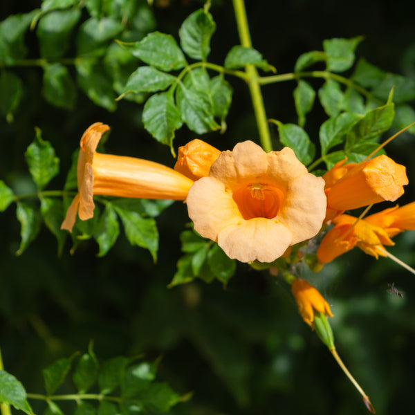 Campsis radicans 'Flava' - Trompetenblume 'Flamenco'