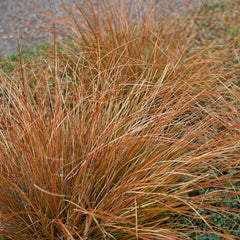 Carex buchananii - Fuchsrote Neuseeland-Segge