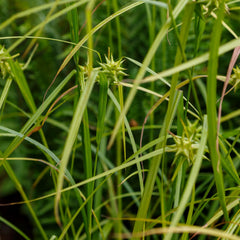 Carex grayi - Morgenstern-Segge