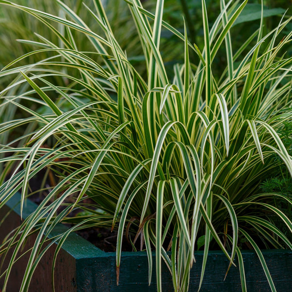 Carex morrowii 'Silberstreif' - Palmwedel-Segge 'Silbrestreif'