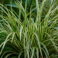 Carex morrowii 'Variegata' - Weißbunte Japan-Segge 'Variegata'