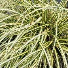 Carex oshimensis 'Evergold' - Japan-Gold-Segge 'Evergold'
