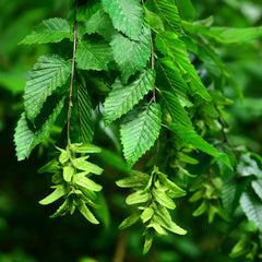 Carpinus betulus - Hainbuche