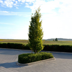 Carpinus betulus 'Fastigiata Monument' - Säulen-Hainbuche