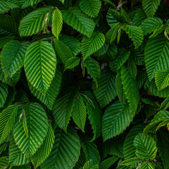 Carpinus betulus 'Fastigiata Monument' - Säulen-Hainbuche