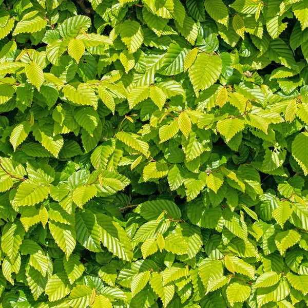 Carpinus betulus  - Spalier-Hainbuche