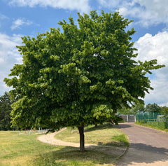 Carpinus betulus - Hainbuche