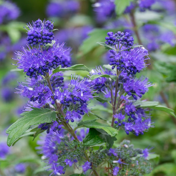 Caryopteris x clandonensis 'Blauer Spatz' - Bartblume 'Blauer Spatz'