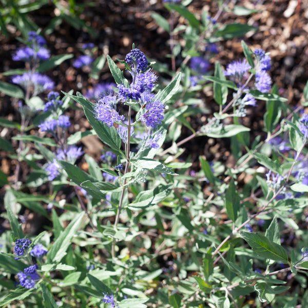 Caryopteris x clandonensis 'Dark Knight' - Bartblume 'Dark Knight'