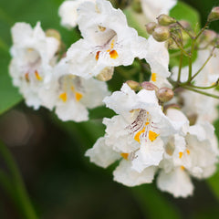 Catalpa bignonioides - Trompetenbaum