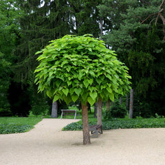 Catalpa bignonioides 'Nana' - Kugel-Trompetenbaum