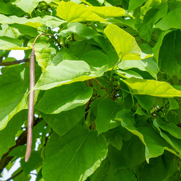 Catalpa bignonioides 'Nana' - Kugel-Trompetenbaum