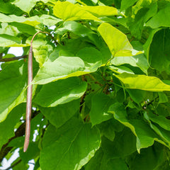 Catalpa bignonioides 'Nana' - Kugel-Trompetenbaum