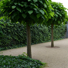 Catalpa bignonioides - Trompetenbaum