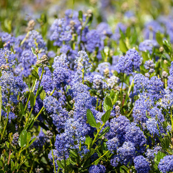 Ceanothus impressus 'Victoria' - Säckelblume 'Victoria'