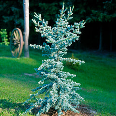 Cedrus atlantica  'Glauca' - Blaue Atlas-Zeder 'Glauca'