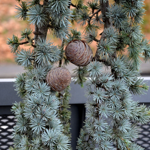 Cedrus atlantica 'Glauca Pendula' - Hängende Blauzeder 'Glauca Pendula'
