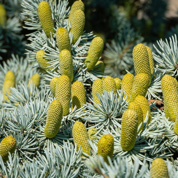 Cedrus atlantica  'Glauca' - Blaue Atlas-Zeder 'Glauca'