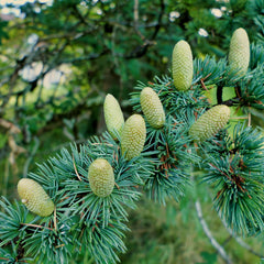 Cedrus atlantica - Atlas-Zeder