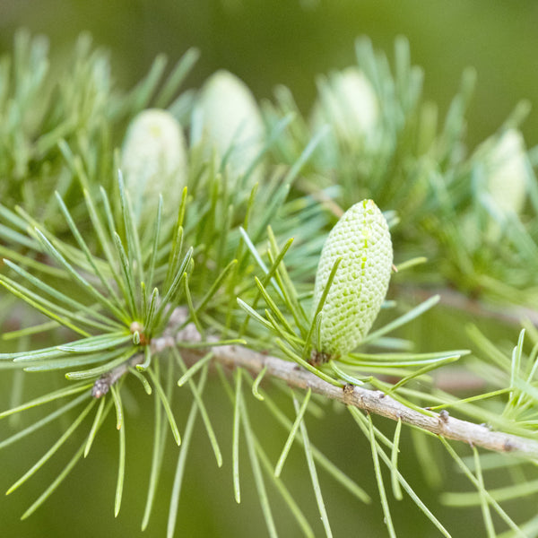 Cedrus deodara - Himalaya-Zeder