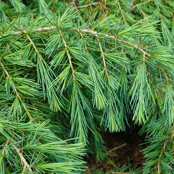 Cedrus deodara 'Feelin Blue' - Himalaya-Zeder 'Feelin Blue'