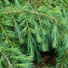 Cedrus deodara 'Feelin Blue' - Himalaya-Zeder 'Feelin Blue'