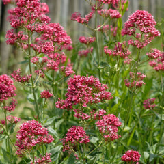 Centranthus ruber 'Coccineus' - Rotblühende Spornblume