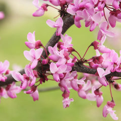 Cercis canadensis 'Forest Pansy' - Kanadischer Judasbaum