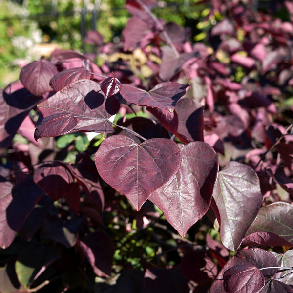 Cercis canadensis 'Forest Pansy' - Kanadischer Judasbaum