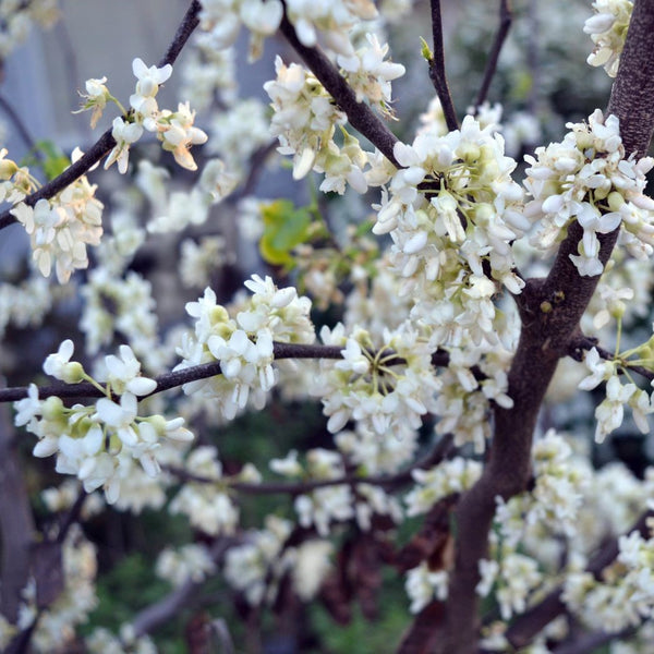 Cercis canadensis 'Royal White' - Kandischer Judasbaum 'Royal White'