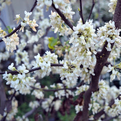 Cercis canadensis 'Royal White' - Kandischer Judasbaum 'Royal White'