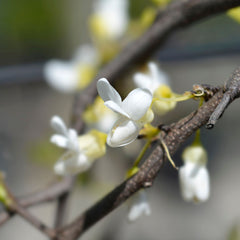Cercis canadensis 'Royal White' - Kandischer Judasbaum 'Royal White'