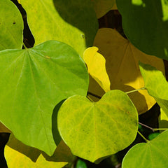 Cercis canadensis 'Royal White' - Kandischer Judasbaum 'Royal White'