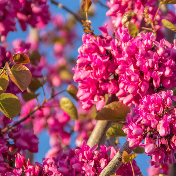 Cercis siliquastrum - Gewöhnlicher Judasbaum