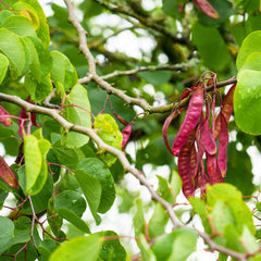 Cercis siliquastrum - Gewöhnlicher Judasbaum
