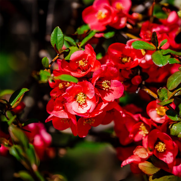 Chaenomeles Hybr.  'Nicoline' - Zierquitte 'Nicoline'