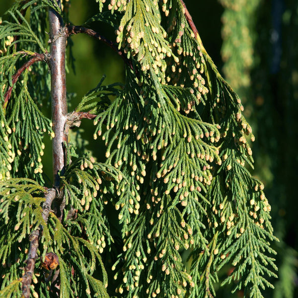 Chamaecyparis nootkatensis 'Pendula' - Mähnen-Nutkazypresse 'Pendula'