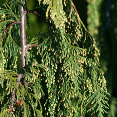 Chamaecyparis nootkatensis 'Pendula' - Mähnen-Nutkazypresse 'Pendula'