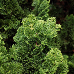 Chamaecyparis obtusa 'Nana Gracilis' - Zwerg-Scheinzypresse 'Nana Gracilis'