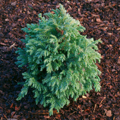 Chamaecyparis pisifera 'Baby Blue' - Blaue Zwergzypresse