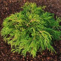Chamaecyparis pisifera 'Sungold' - Gelbe Zwerg-Fadenzypresse 'Sungold'