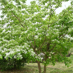 Chionanthus retusus - Chinesischer Schneeflockenstrauch