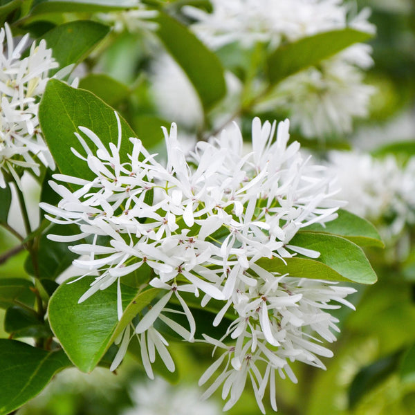 Chionanthus retusus - Chinesischer Schneeflockenstrauch