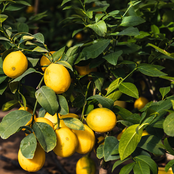 Citrus Limon - Zitrone