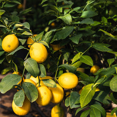 Citrus Limon - Zitrone