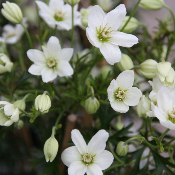 Clematis 'Early Sensation' - Clematis 'Early Sensation'