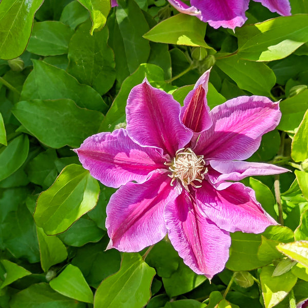 Clematis Hybride 'Dr. Ruppel' - Waldrebe 'Dr. Ruppel'
