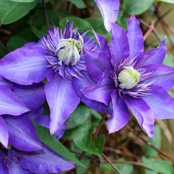 Clematis Hybride 'Multi Blue' - Waldrebe 'Multi Blue'